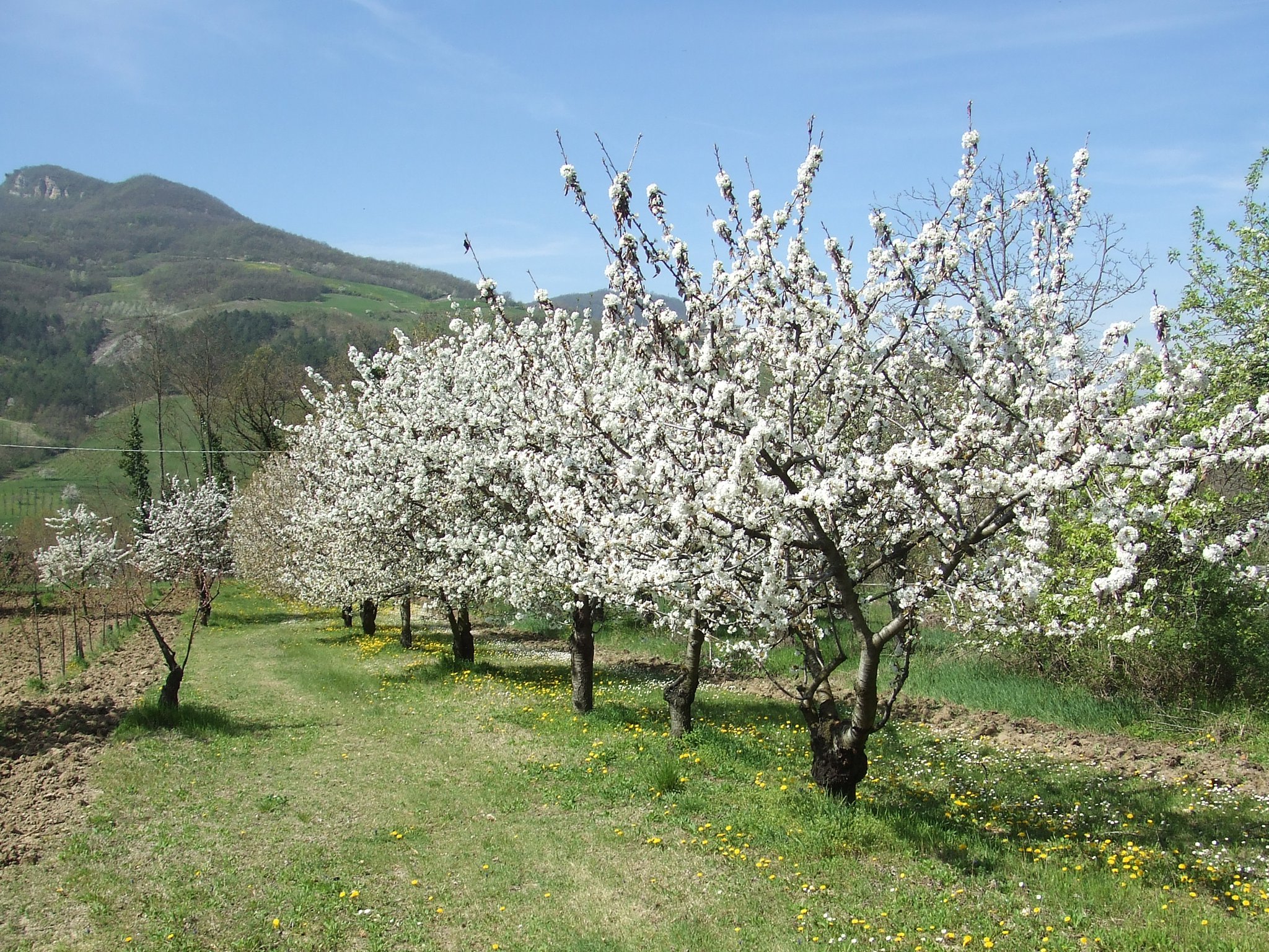 Sagra della ciliegia